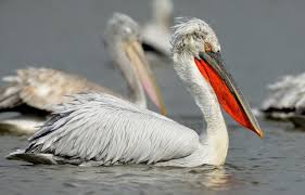 O cale de disparitie populația de pelicani din filipine